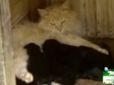 The Ballad of Miss Kitty and Smoochy the Pooch